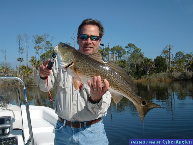 redfish