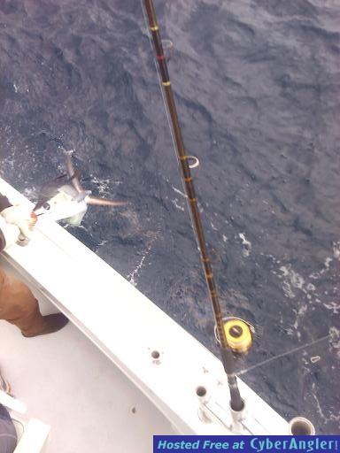 Sailfish Brown