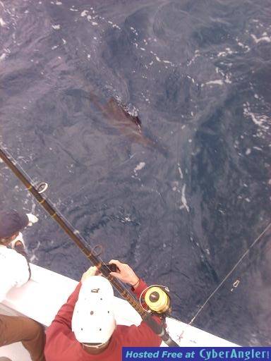 Sailfish Brown