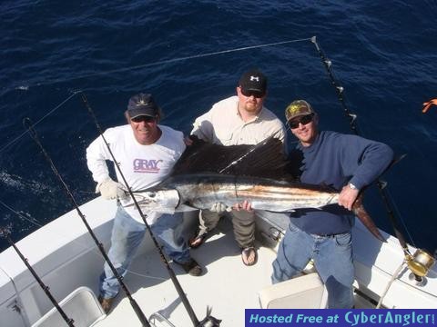 Sailfish Brown