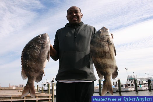 Biloxi Sheepshead