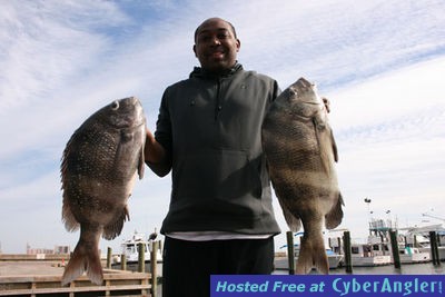 Biloxi Sheepshead