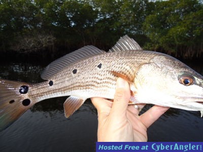 Click to Enlarge Photo