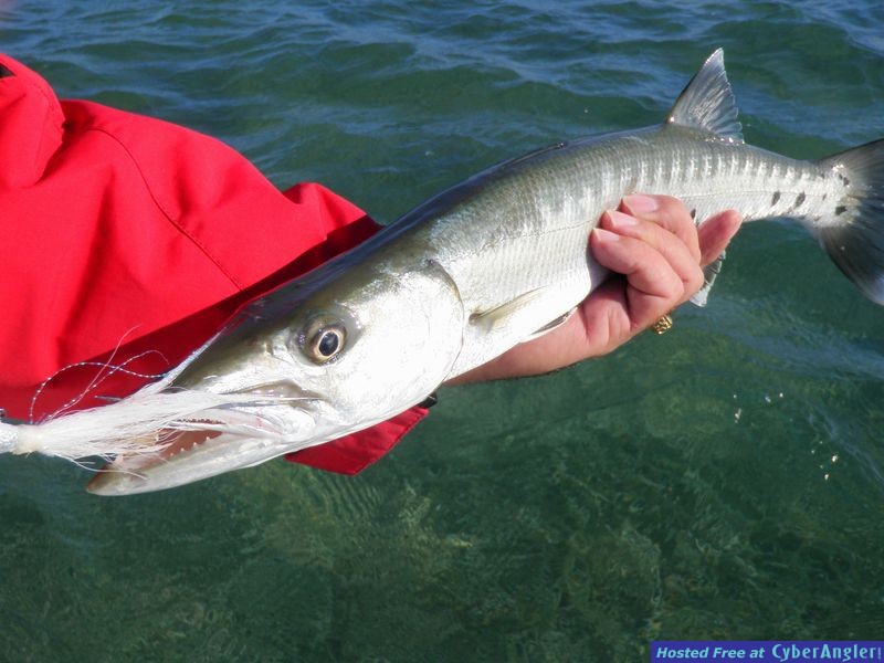 Wintertime Jigging in Biscayne Bay