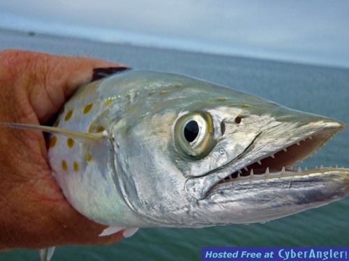 Mackerel are back in southwest Florida