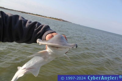 Click to Enlarge Photo