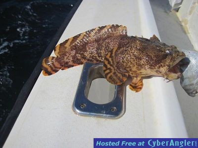 Toadfish