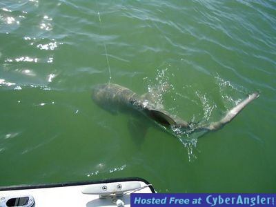 Click to Enlarge Photo