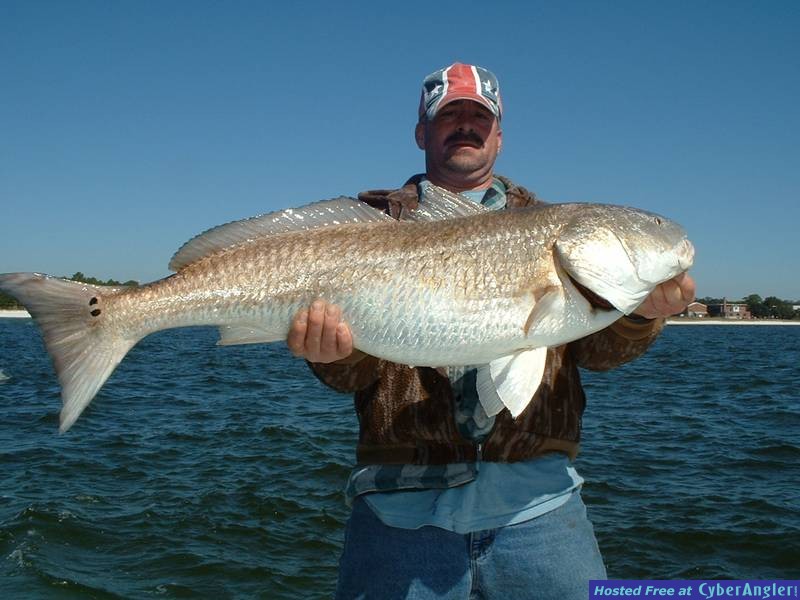 Check out this Bull Red