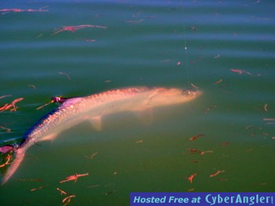 Tarpon Fishing