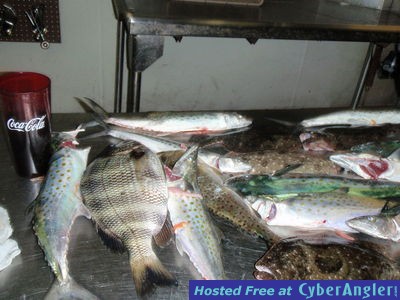 Tampa bay mackerel, sheephead ,flounder and trout.