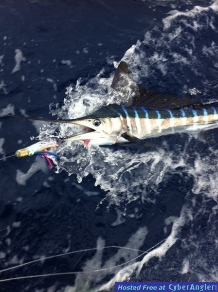 Sea Strike sportfishing Kona, Hawaii