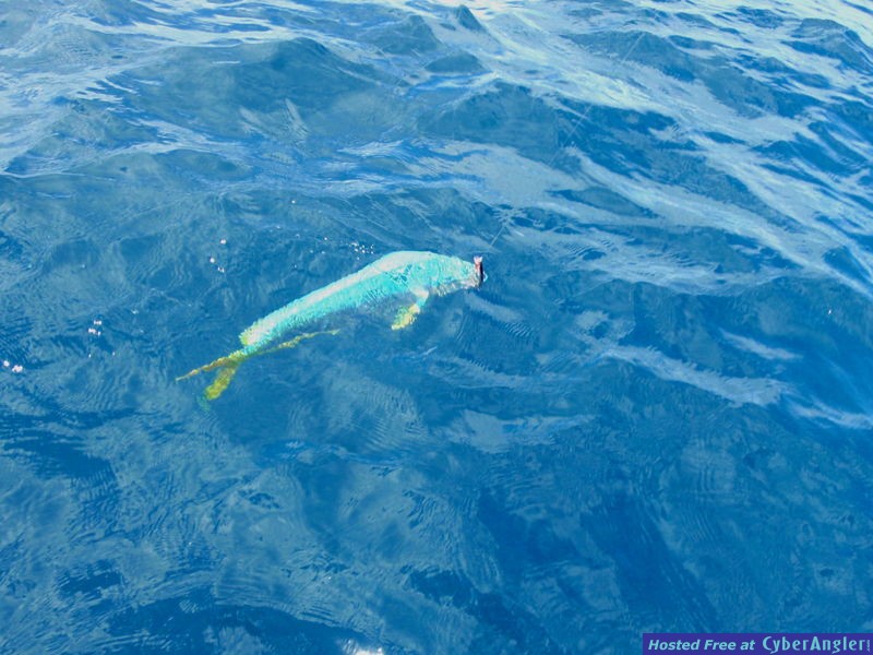 Dolphin_n_Rapala_Flat_Rap