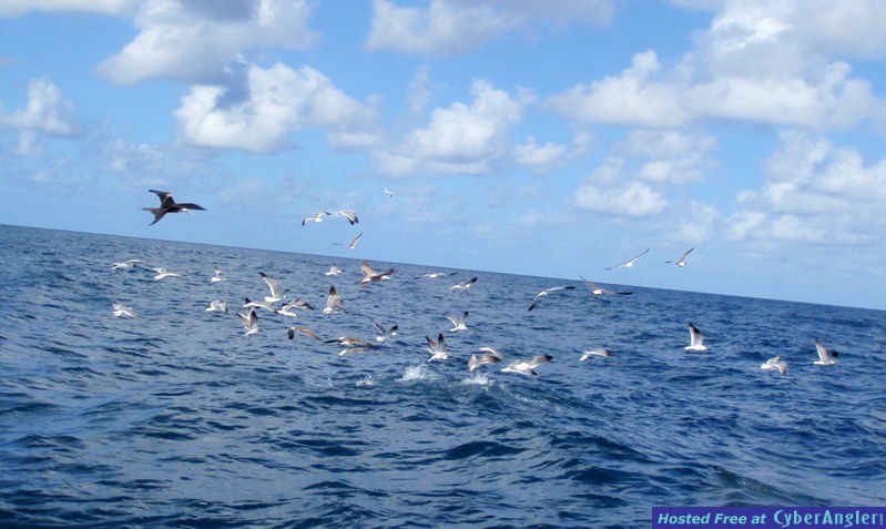 Tuna_Action