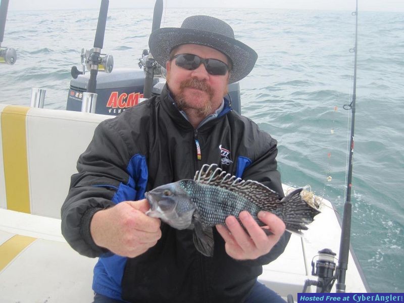 black sea bass - greenhead