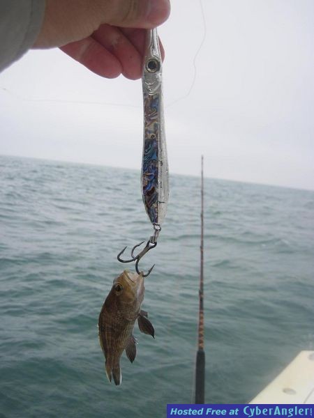 tiny sea bass