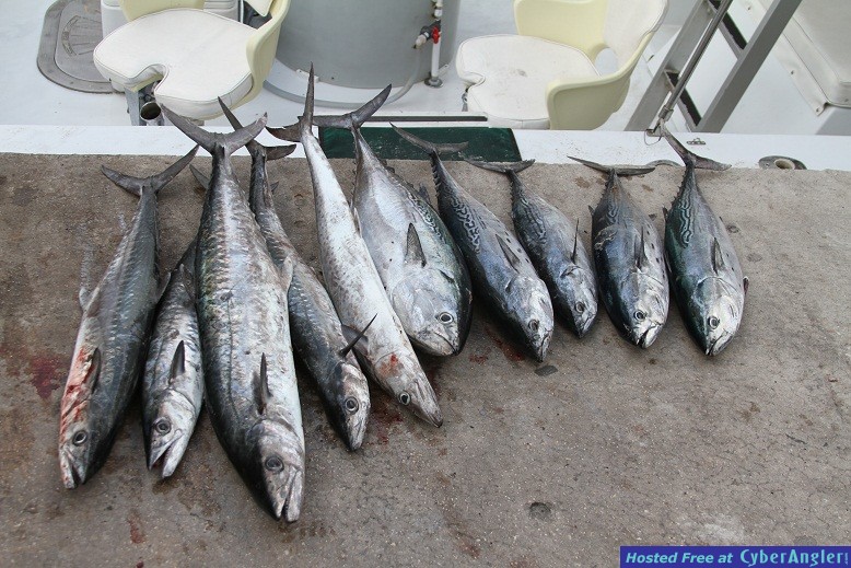 ALL_DAY_DOLPHIN_2