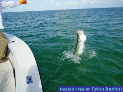 florida keys tarpon