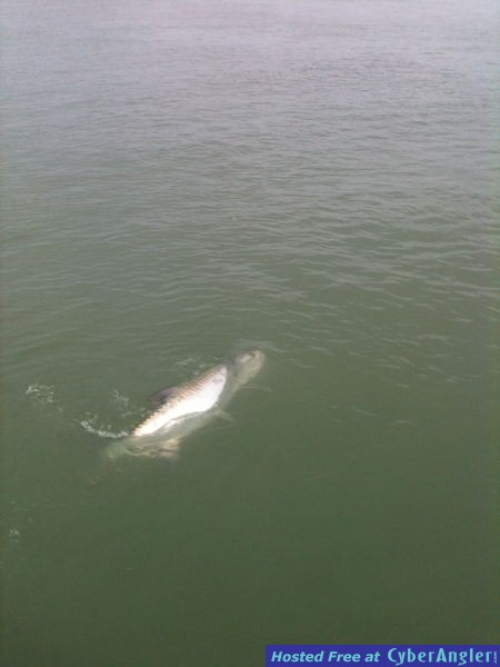 Naples Tarpon 3/6/11