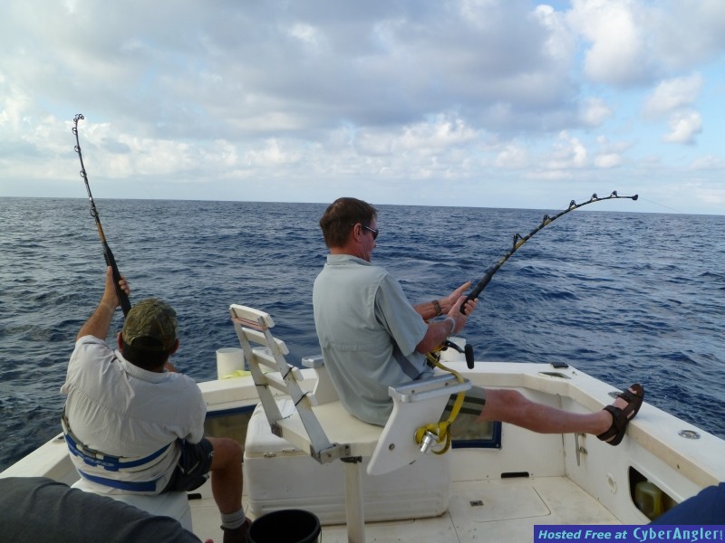 Double Hookup Black and Blue Marlin