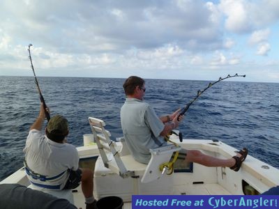 Double Hookup Black and Blue Marlin