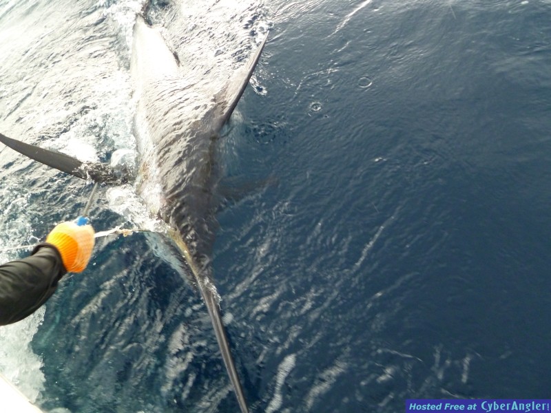 blue marlin