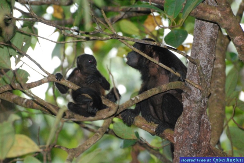 Howler monkey