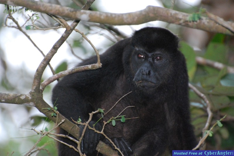 Howler monkey