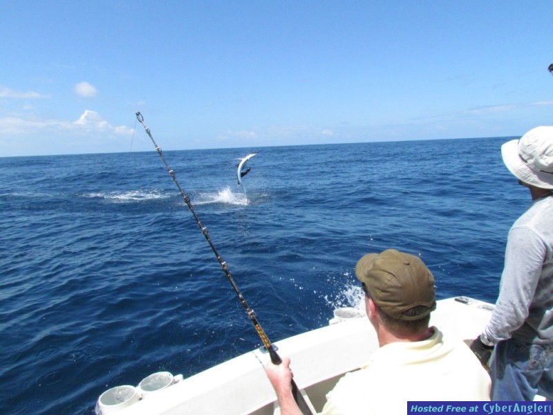 panama fishing marlin