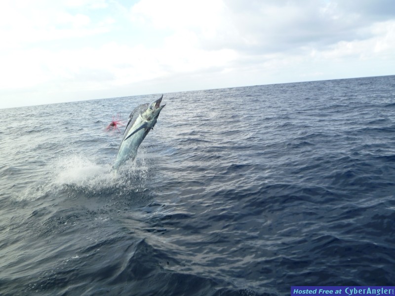 panama fishing marlin jumping