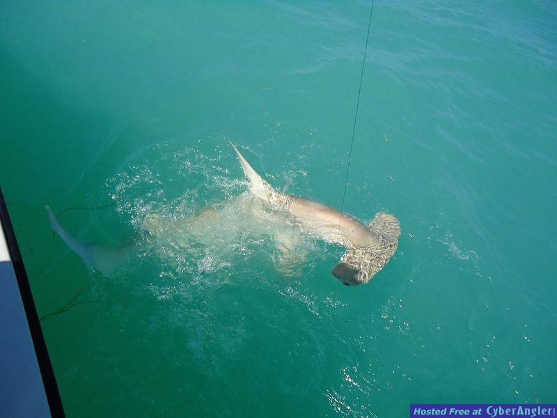 hammerhead