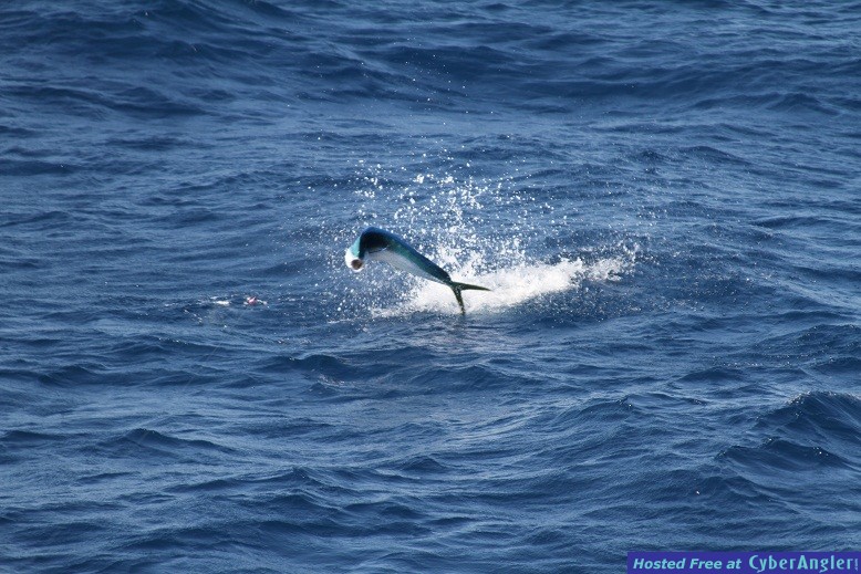 Mahi2