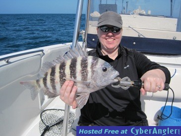 18 1/2 inch sheepshead