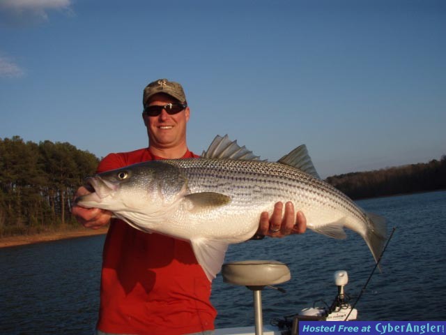 Lake Hartwell Striper Fishing