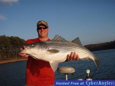 Lake Hartwell Striper Fishing