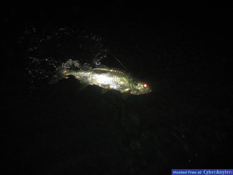 A Hungry Tarpon !!!