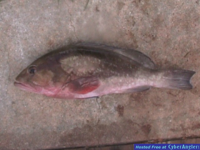 Red grouper