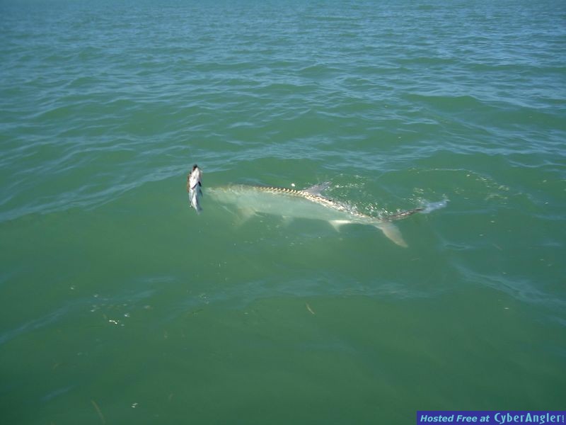florida keys tarpon