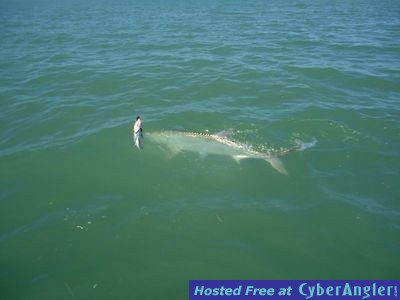 florida keys tarpon