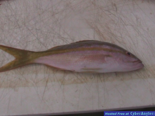 Nice yellowtail