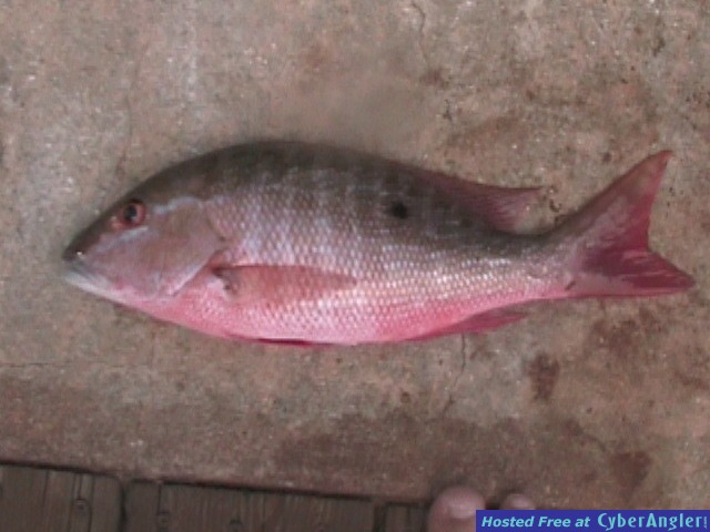 Small mutton snapper