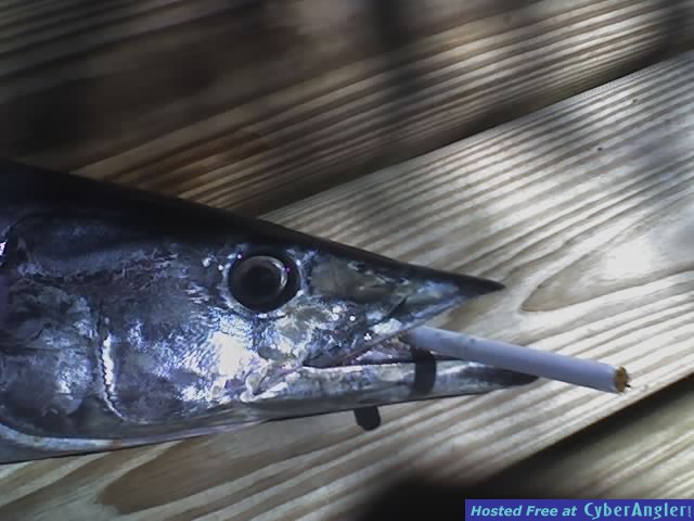 wahoo_grit