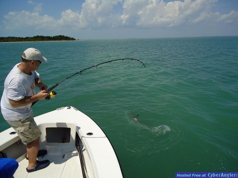 florida keys tarpon