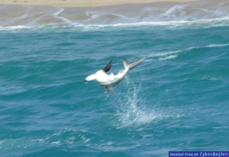 Spinning Spinner Shark