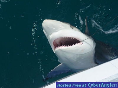 Spinner Shark - Up Close and Personal