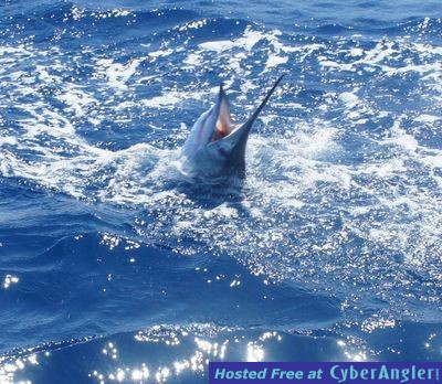 March Sailfish