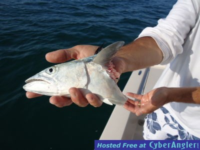 Click to Enlarge Photo