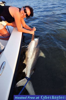 Six foot Blacktip Shark