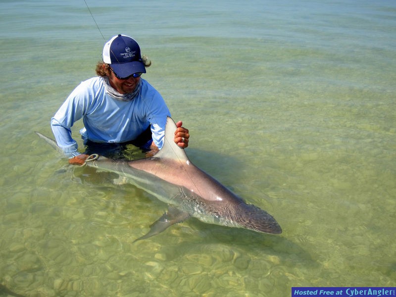 Blacktip Shark - Crystal River, FL