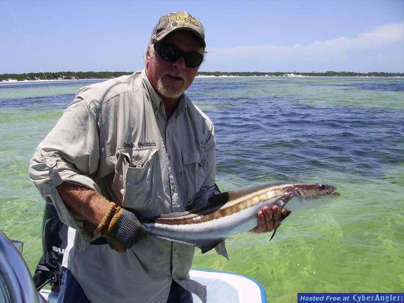 Port st joe/flats cobia